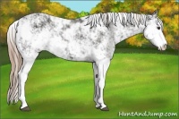 Horse Color:Liver Chestnut Sabino Appaloosa 