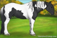 Horse Color:Black Tobiano 