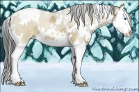 Horse Color:White Spotted Buckskin Dun Splash 