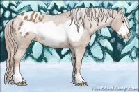 Horse Color:Palomino Frame Appaloosa 