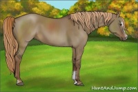 Horse Color:Liver Red Dun Sabino 