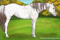 Horse Color:Bay Ice Dun Tobiano Appaloosa
