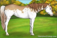 Horse Color:Chestnut Splash 