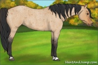 Horse Color:Bay Roan Dun