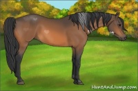 Horse Color:Buckskin Sabino 