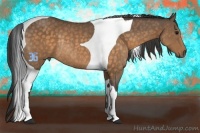 Horse Color:Buckskin Tobiano Rabicano