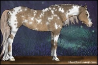 Horse Color:White Spotted Chocolate Palomino Sabino Rabicano