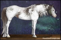 Horse Color:White Spotted Liver Chestnut 