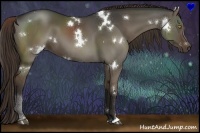 Horse Color:White Spotted Liver Red Dun 