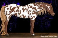 Horse Color:Chestnut Appaloosa 