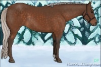 Horse Color:Silver Brown Rabicano 