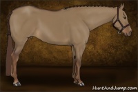 Horse Color:Liver Red Dun 