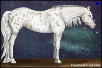 Horse Color:Liver Chestnut Pearl Sabino Splash Appaloosa