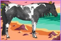 Horse Color:Black Tobiano 