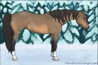 Horse Color:Buckskin Roan 