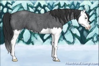 Horse Color:Blue Roan Splash 