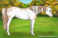 Horse Color:Gold Champagne Roan Splash Frame Varnish 