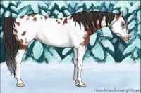 Horse Color:Bay Splash Frame Appaloosa
