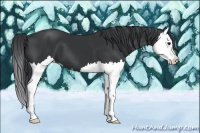 Horse Color:Black Splash 