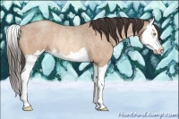 Horse Color:Amber Champagne Roan Splash Rabicano 