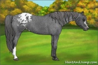 Horse Color:Black Appaloosa 