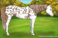 Horse Color:Red Roan Splash Near Leopard 