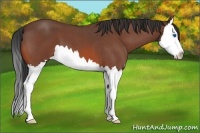 Horse Color:Bay Roan Splash 