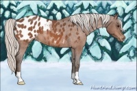 Horse Color:Silver Bay Roan Appaloosa 