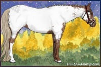 Horse Color:Chestnut Appaloosa