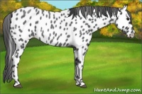 Horse Color:Blue Roan Appaloosa 