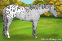 Horse Color:Blue Roan Appaloosa 