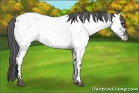 Horse Color:Blue Roan Near Fewspot 