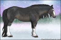 Horse Color:White Spotted Black