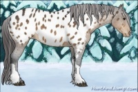 Horse Color:Brown Appaloosa