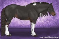 Horse Color:Liver Chestnut Tobiano 