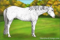 Horse Color:Blue Roan Splash Appaloosa 