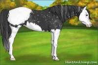 Horse Color:Black Splash Appaloosa 