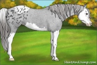Horse Color:Blue Roan Splash Appaloosa 