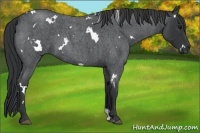 Horse Color:White Spotted Blue Roan 