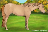 Horse Color:Gold Champagne 