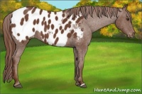 Horse Color:Chestnut Appaloosa 