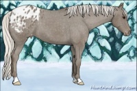Horse Color:Silver Smoky Black Appaloosa 