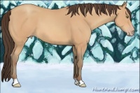 Horse Color:Amber Champagne 