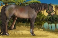Horse Color:Liver Chestnut Sabino 