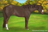 Horse Color:Liver Chestnut 