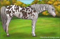Horse Color:Liver Chestnut Appaloosa