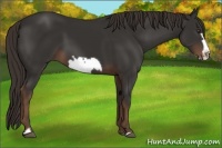 Horse Color:Liver Chestnut Frame 