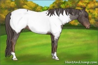 Horse Color:Liver Chestnut Appaloosa 