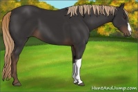 Horse Color:Liver Chestnut 