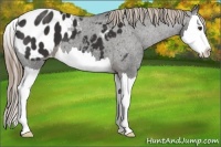 Horse Color:Liver Chestnut Sabino Splash Appaloosa 